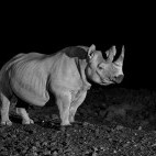 Black rhino in Namibia.