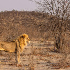 Lion in Namibia.