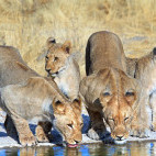 Lion in Ongava Private Game Reserve, Namibia