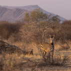 Zebra in Namibia.