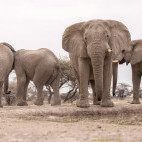 Elephant herd in Namibia.