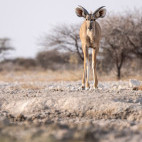 Kudu in Namibia.