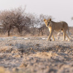 Lioness in Namibia.