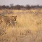 Lion in Namibia.