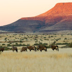 Oryx in Namibia.