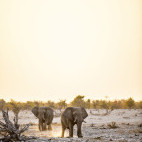 Pair of African elephants in Etosha National Park, Namibia