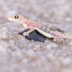 Palmato gecko in Namibia.