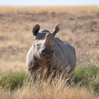 Black rhino in Palmwag Concession, Namibia