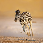 Plains zebra foal in Etosha National Park, Namibia
