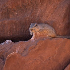 Rock hyrax in Namibia.