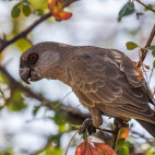 Rueppell's parrot in Namibia