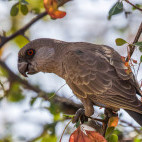 Ruppell's parrot in Namibia