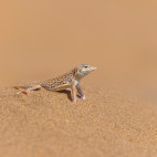 Shovel-snouted lizard in Namibia.