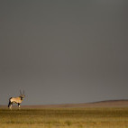Gemsbok in Skeleton Coast, Namibia.