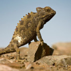 Namawua chameleon basking in Skeleton Coast, Namibia.
