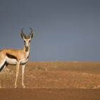 Springbok in Skeleton Coast, Namibia.