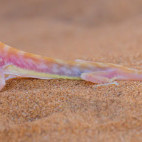 Web-footed gecko in Skeleton Coast, Namibia
