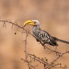 Yellow-billed hornbill in Namibia.