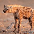 Spotted hyena in Etosha National Park, Namibia.