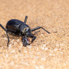 Toktokkie beetle in Namibia.
