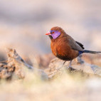 Violet-eared waxbill in Namibia.