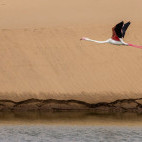 Walvis Bay flamingo in Namibia.