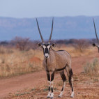 Gemsbok in Waterberg Plateau, Namibia
