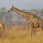 Giraffe in Waterberg Plateau, Namibia