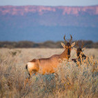 Red hartebeest in Waterberg Plateau, Namibia