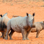 White rhinoceros in Waterberg Plateau, Namibia