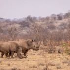 White rhino in Namibia.