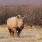 White rhino in Namibia