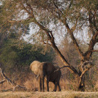 Elephant in North Luangwa National Park.