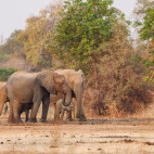 Elephant in North Luangwa National Park, Zambia