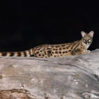 Genet in North Luangwa National Park, Zambia