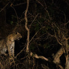 Leopard in North Luangwa National Park, Zambia