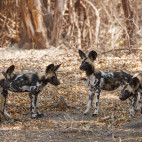 Wild dogs in North Luangwa National Park.