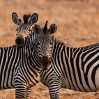 Zebra in North Luangwa National Park, Zambia
