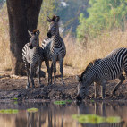 Zebra in North Luangwa National Park.