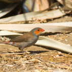 Orange-cheeked waxbill