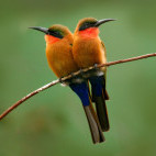Red-throated bee-eater