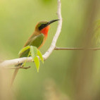 Red-throated bee-eater