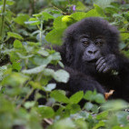 Gorilla at Volcanoes National Park in Rwanda