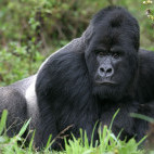 Silverback gorilla in Rwanda