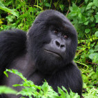Male mountain gorilla at Volcanoes National Park in Rwanda
