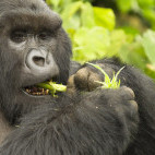 Mountain gorilla eating in Volcanoes National Park, Rwanda