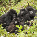 Gorilla family at Volcanoes National Park in Rwanda