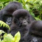 Three mountain gorillas in Rwanda