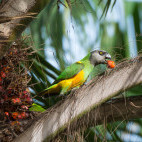 Senegal parrot