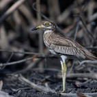 Senegal thick-knee